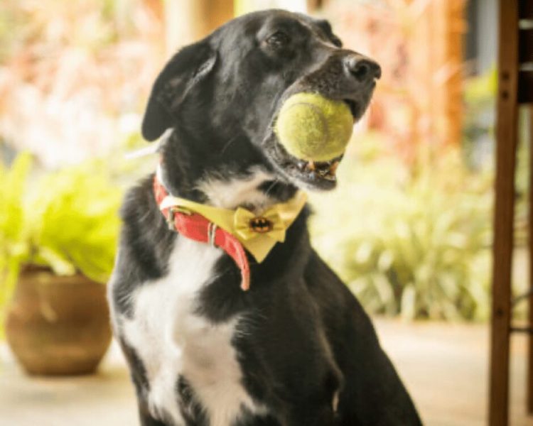 pet no canto do ilé